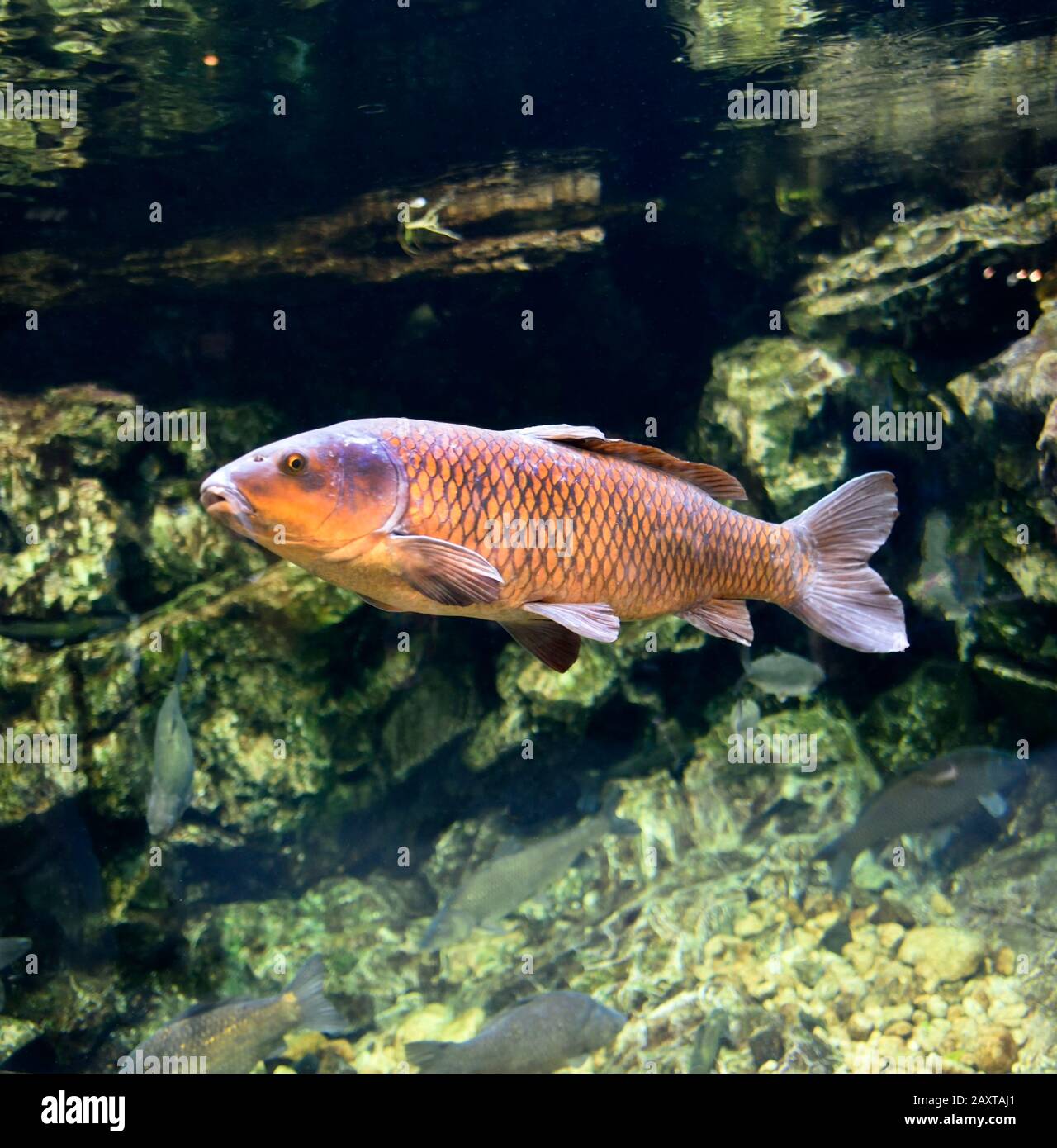 Kyoto Aquarium Japan Stock Photo - Alamy