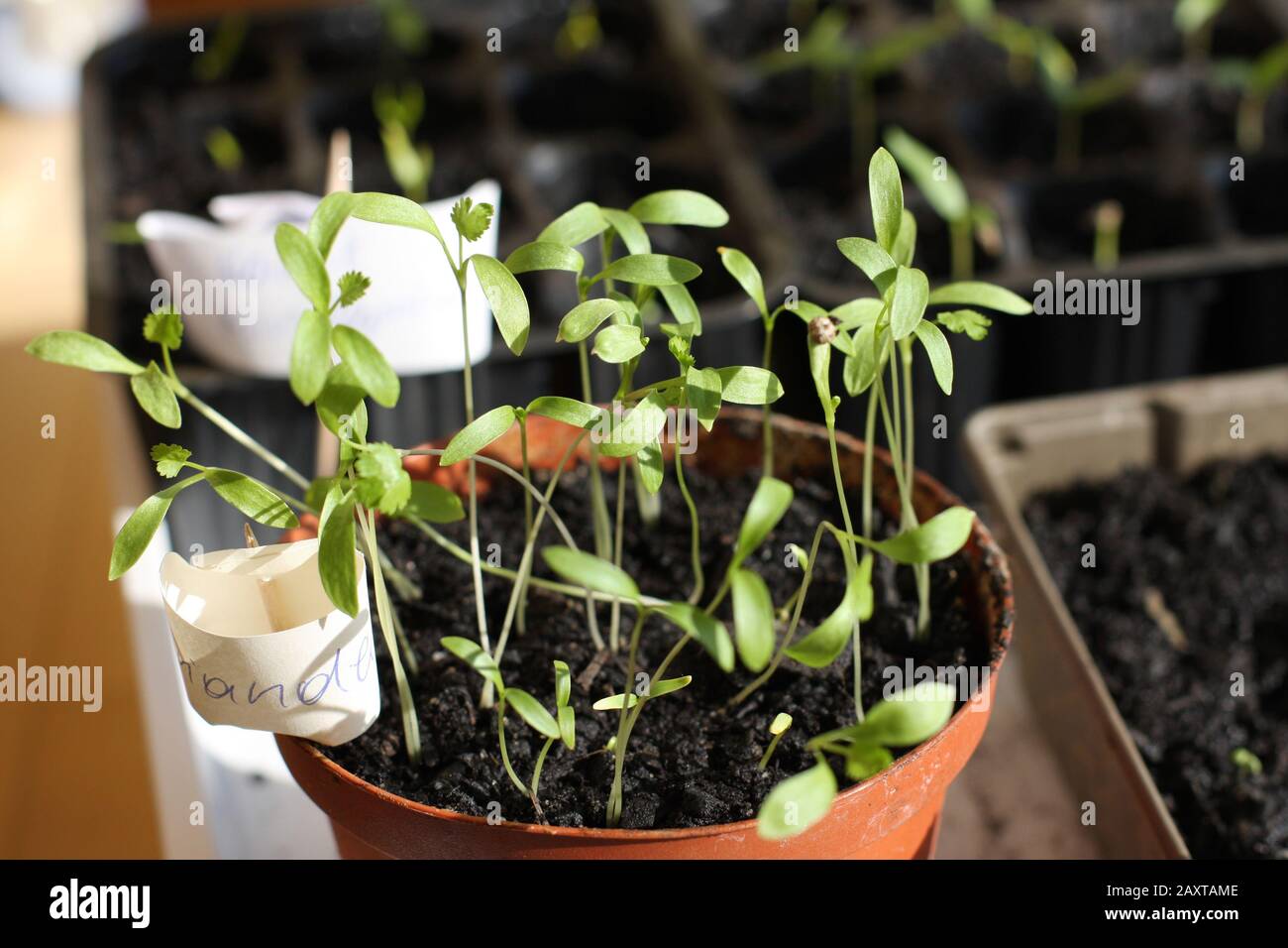 Coriander seeds germinate and grow indoors. Planting at home urban gardening Stock Photo