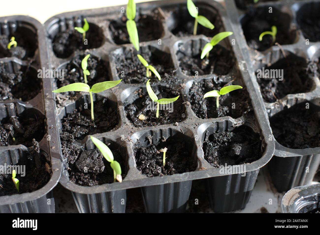 Paprika seeds germinate and grow indoors in spring. Planting at home urban gardening Stock Photo