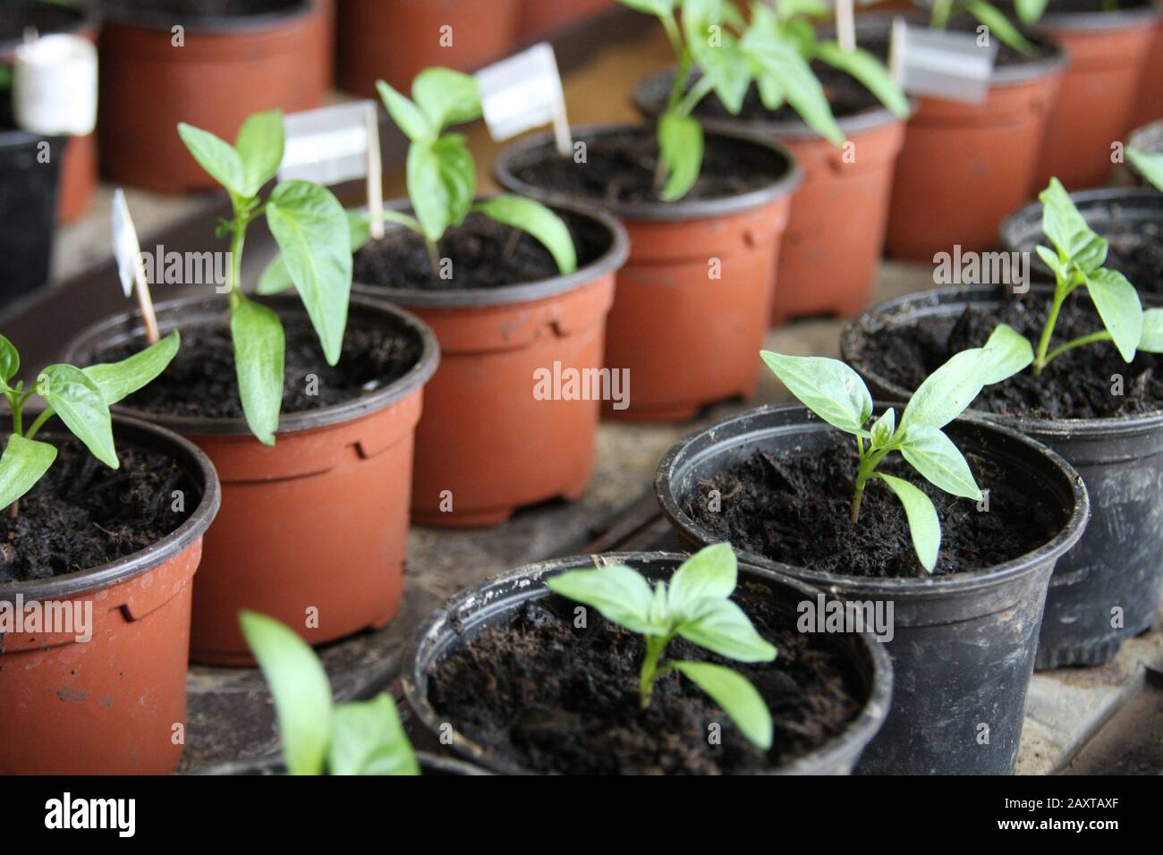 Planting at home urban gardening Stock Photo Alamy