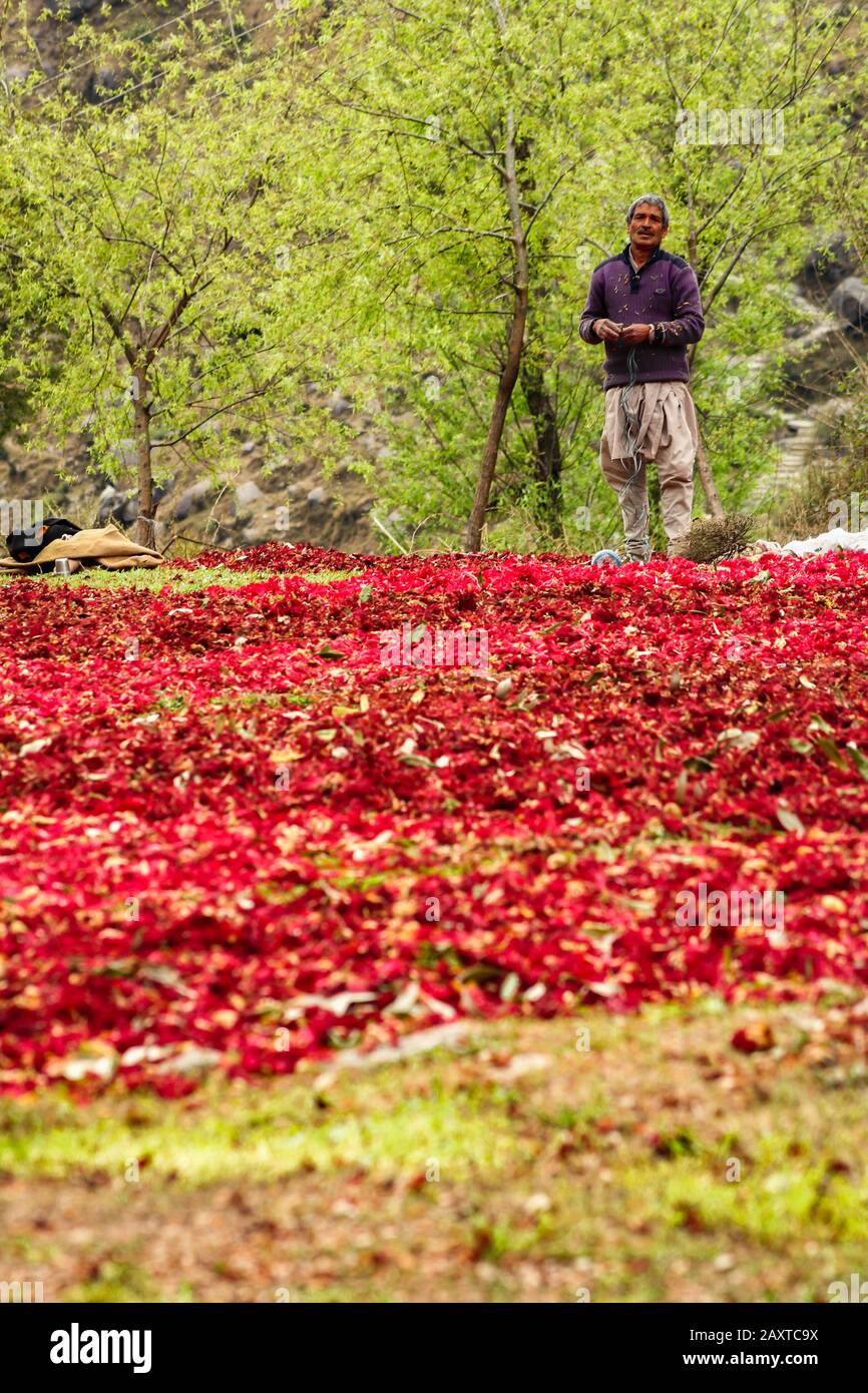 A man drying up some rhododendrons. These will be sun-dried and local delicacies like tea, chutney, fritters will be made from them. Stock Photo