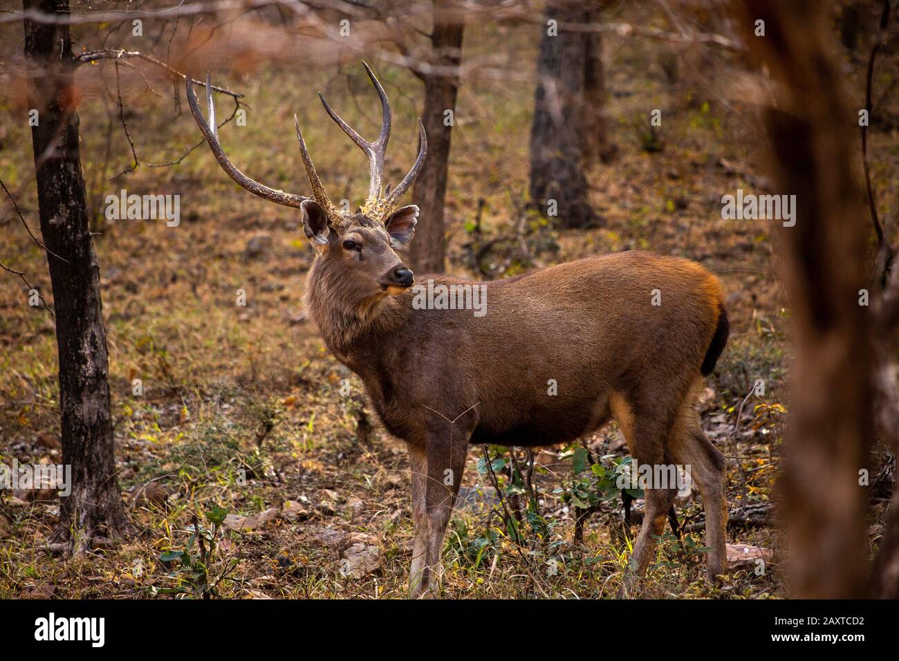 India, Rajasthan, Ranthambhore, National Park, Zone 1, male sambar deer Rusa unicolor Stock Photo