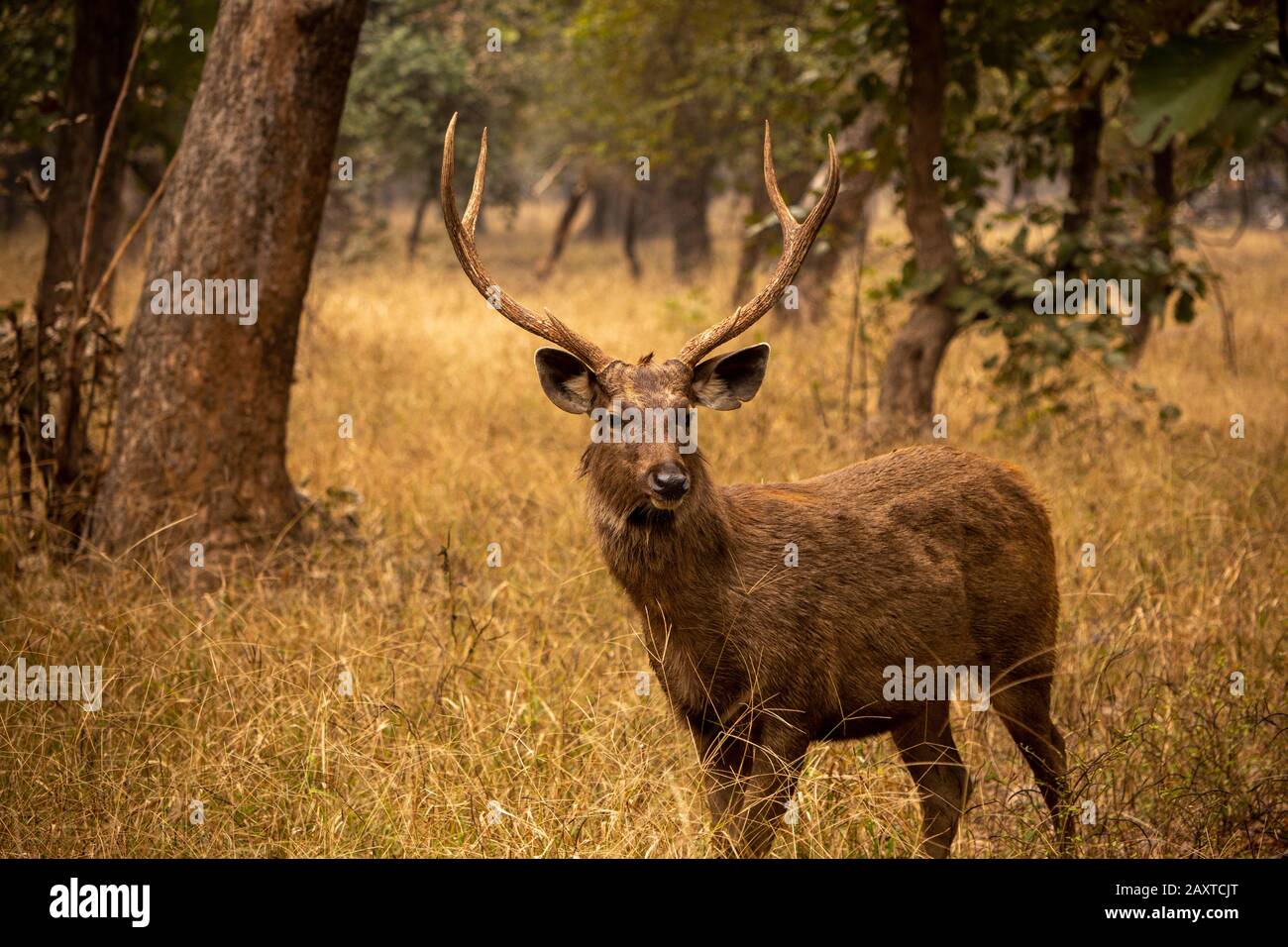 India, Rajasthan, Ranthambhore, National Park, Zone 2, male sambar deer Rusa unicolor Stock Photo