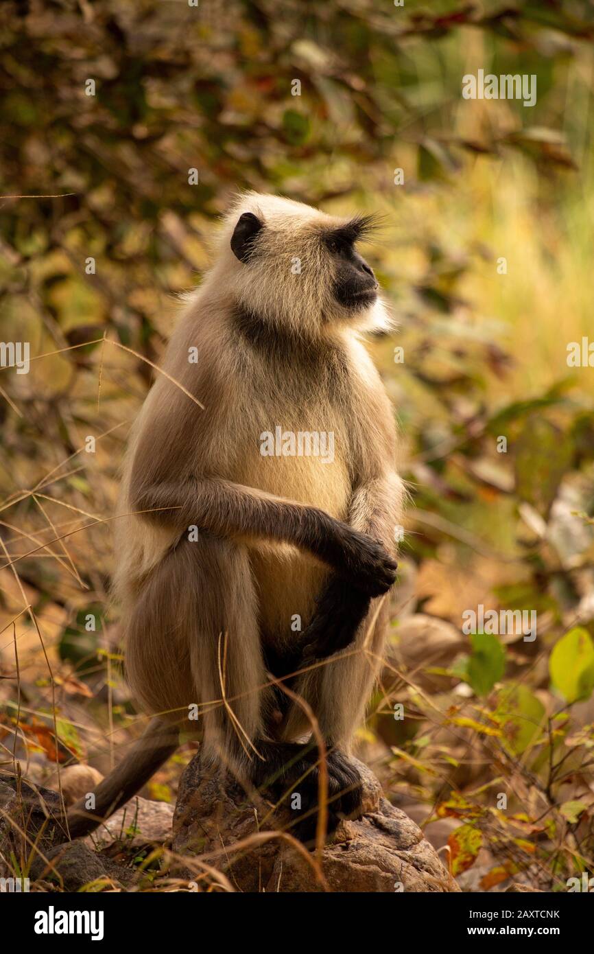 India, Rajasthan, Ranthambhore, National Park, Zone 2, Gray langur Semnopithecus, Hanuman langur monkey Stock Photo