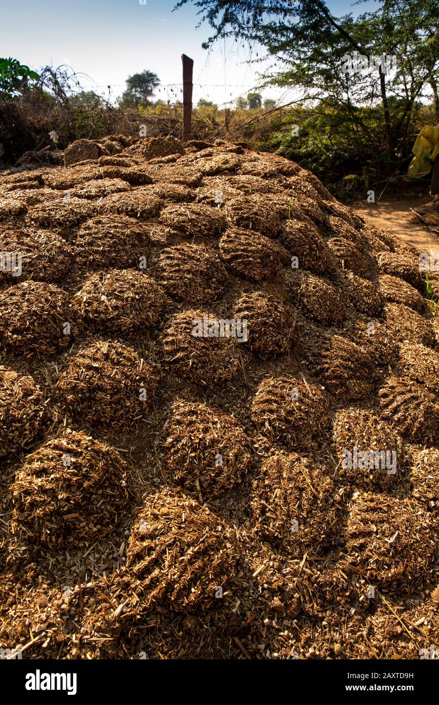 India, Rajasthan, Ranthambhore, Khilchipur, traditional cow dung fuel cakes drying in sunshine Stock Photo