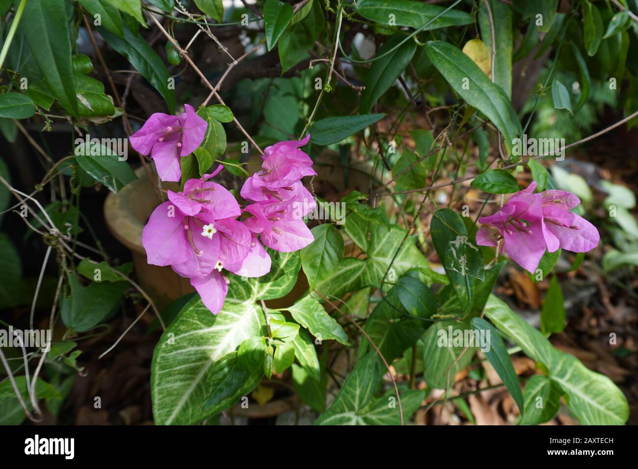 Purple ground cover flower hi-res stock photography and images - Alamy