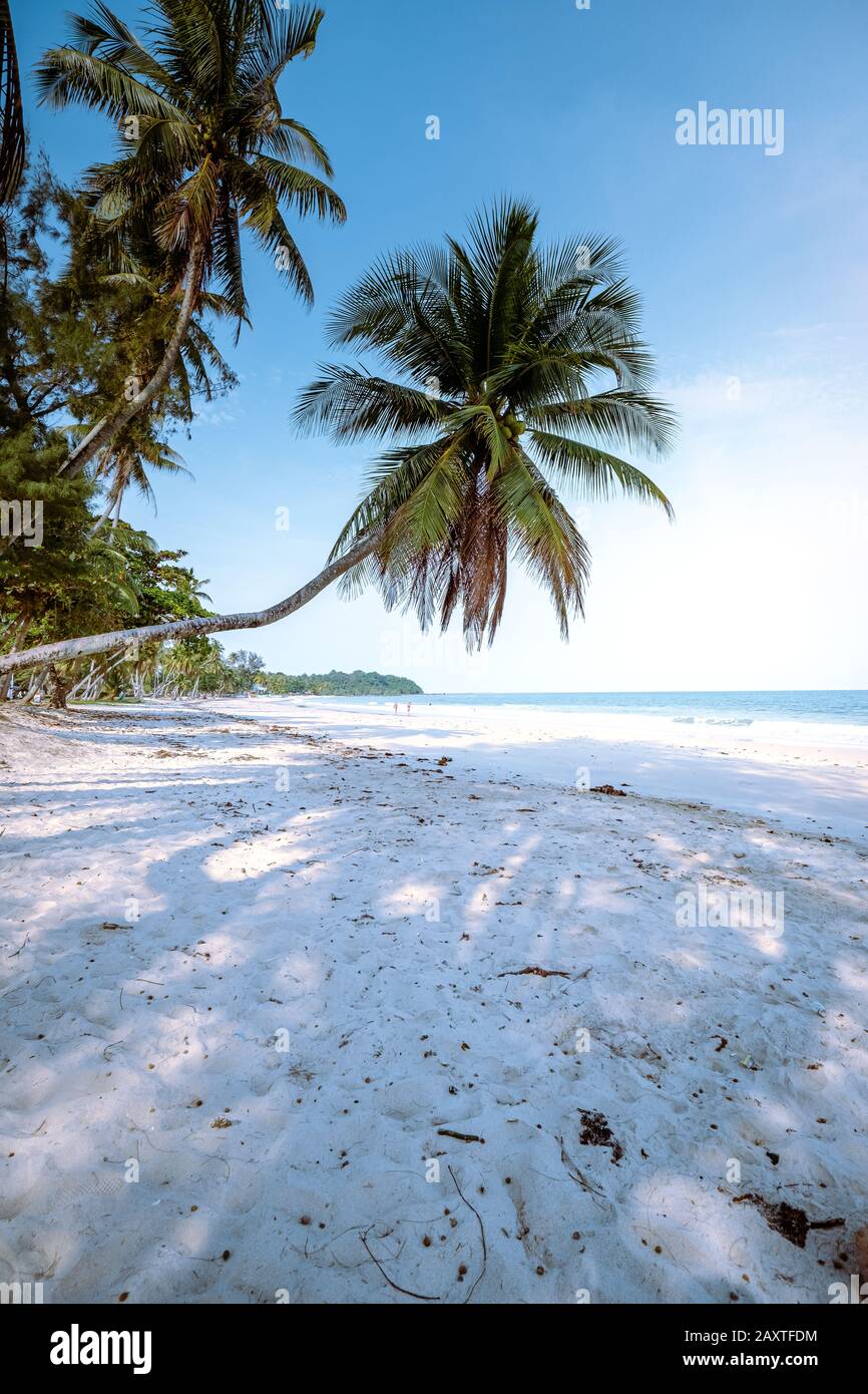 Wua Laen beach Chumphon area Thailand, palm tree hanging over the beach Thailand Stock Photo