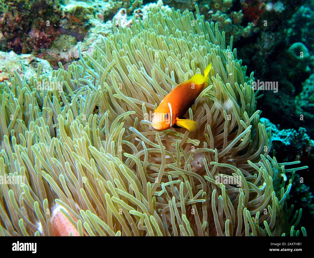 Maldives Anemonefish On Anemone Amphiprion Nigripes Ellaidhoo Island Maldives Stock Photo Alamy