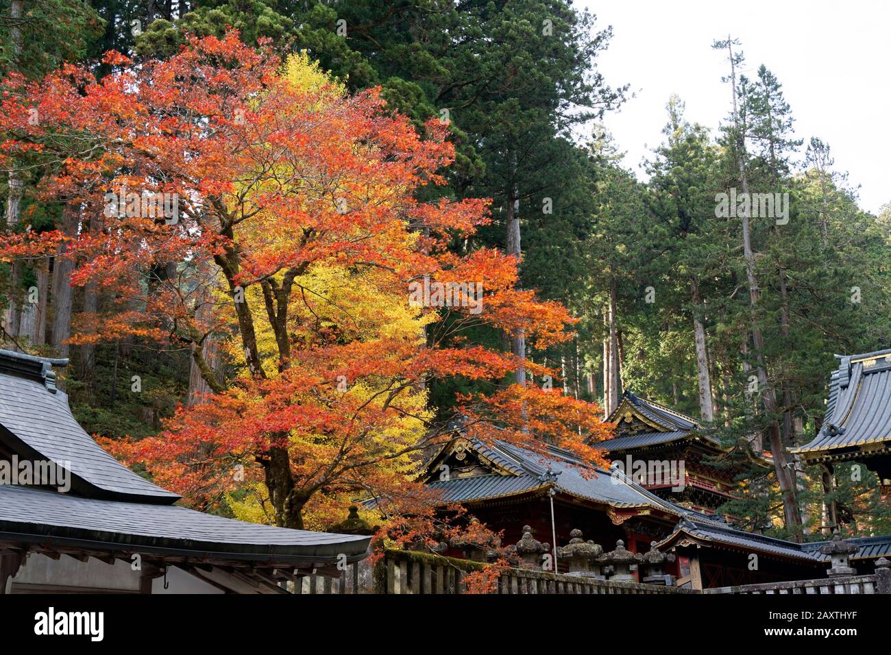 Colourful trees in autumn at Nikko, Japan shot on 60 megapixel camera ...