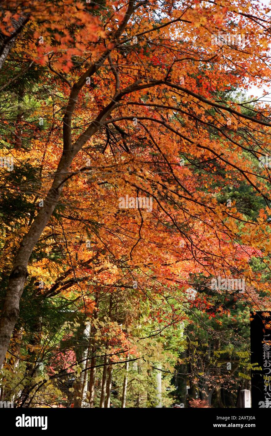 Colourful trees in autumn at Nikko, Japan shot on 60 megapixel camera ...