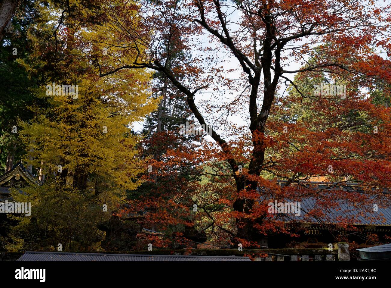 Colourful trees in autumn at Nikko, Japan shot on 60 megapixel camera ...