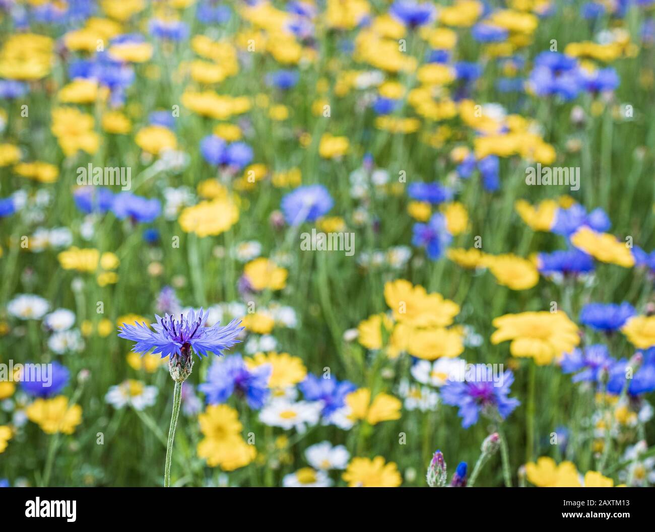 English meadow flowers in the summer at Snowshill lavender farm in The Cotswolds Stock Photo