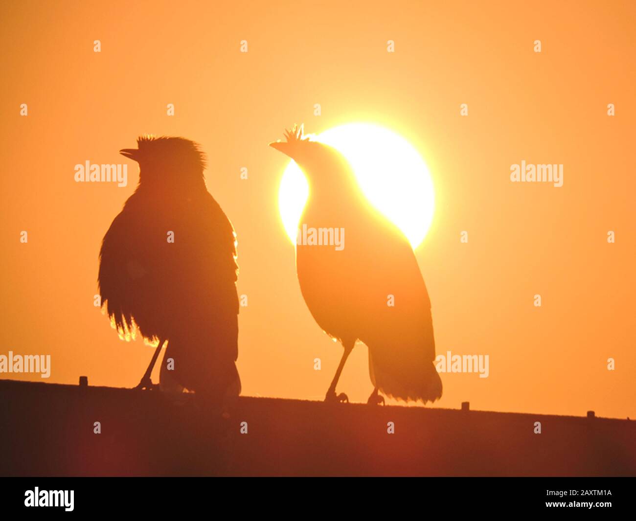 Two birds are sitting on a pipe in a winter morning at Maidan ground Kolkata, India. Stock Photo