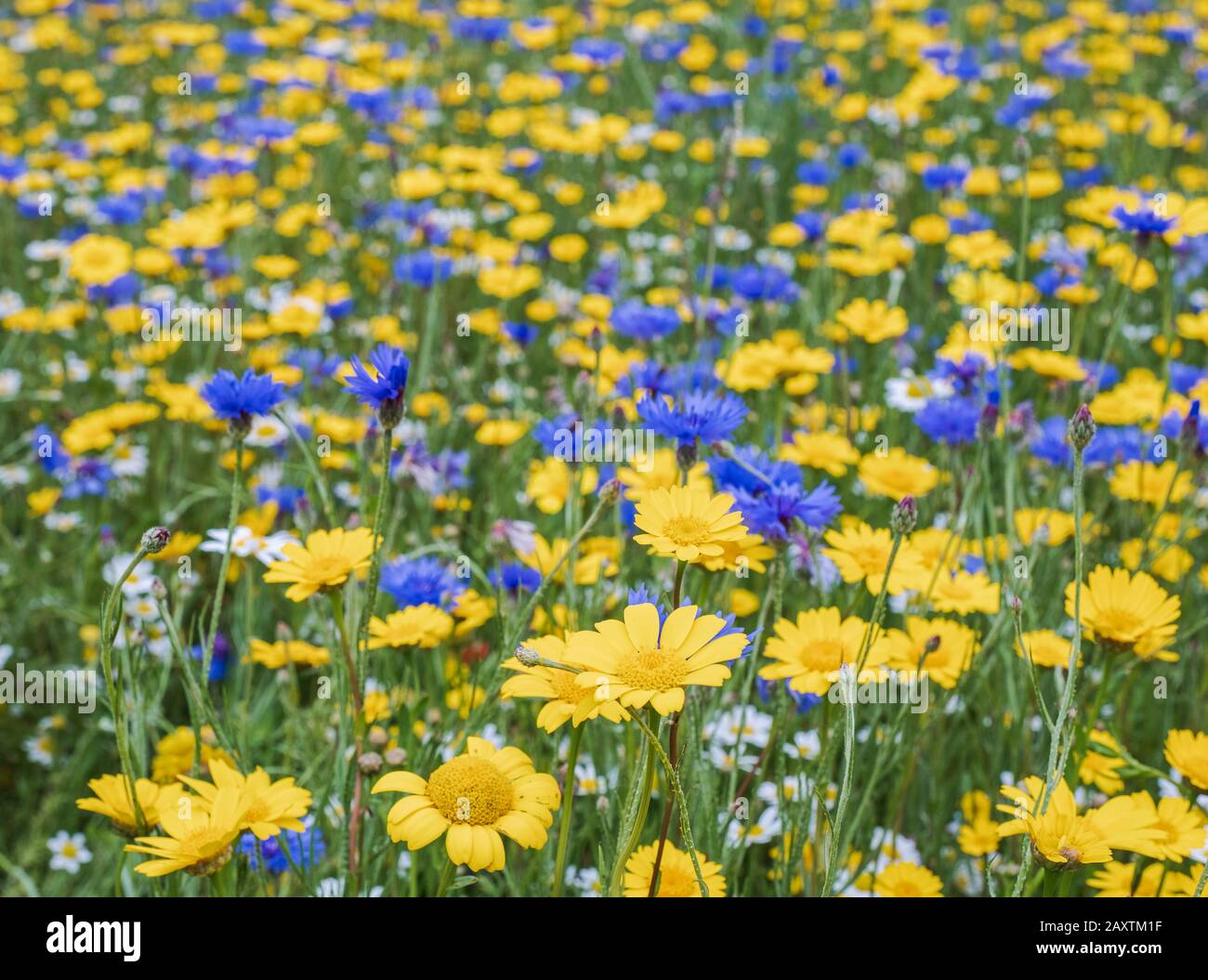 English meadow flowers in the summer at Snowshill lavender farm in The Cotswolds Stock Photo