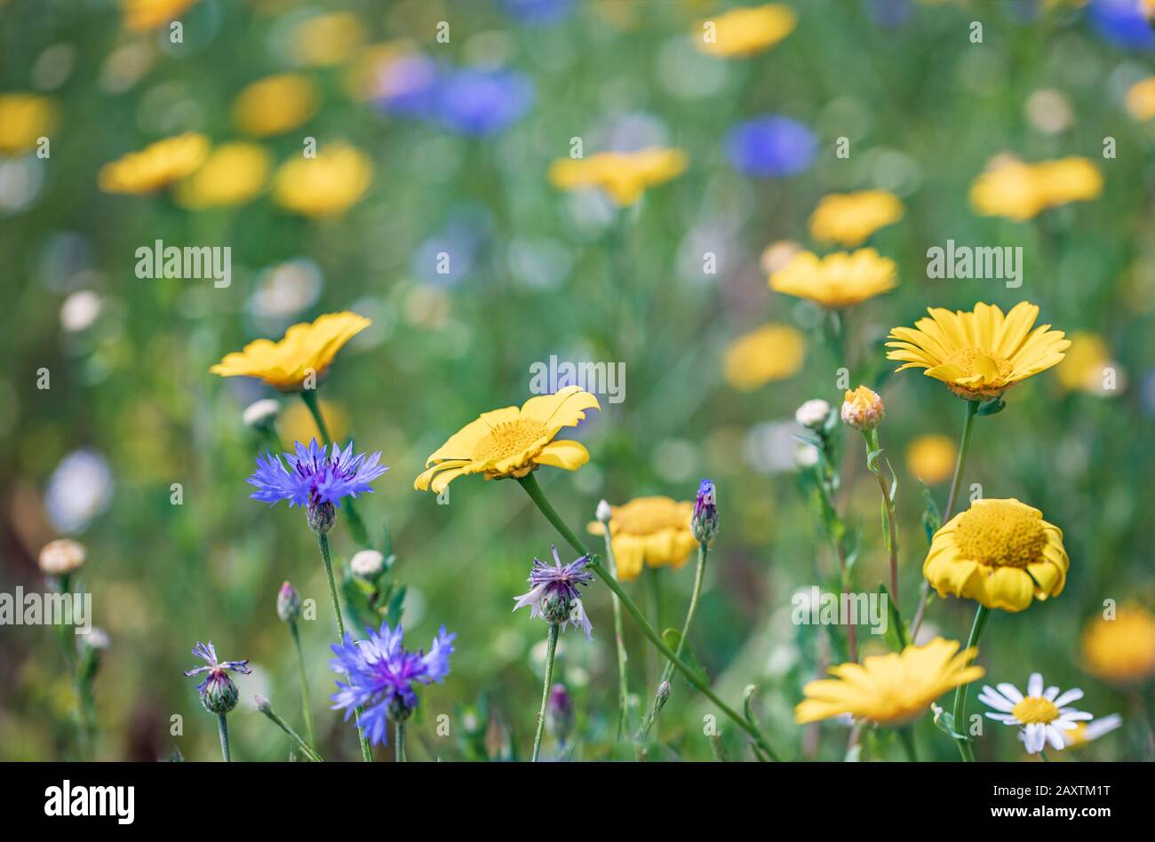 English meadow flowers in the summer at Snowshill lavender farm in The Cotswolds Stock Photo