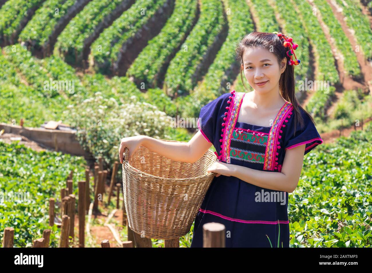 Young Tribal Asian women from Thailand picking tea leaves with smiling face on tea field plantation in the morning at doi ang khang national park , Ch Stock Photo