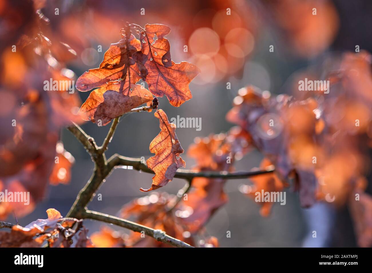 Beautiful close-up of dry and wrinkled brown autumn leaves of an oak tree in the sunlight. Seen in Germany in February Stock Photo