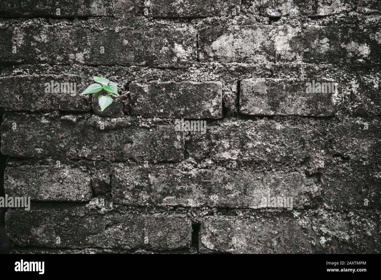 small green tree growth up from old crack brick with color effect. life and environmental concept Stock Photo