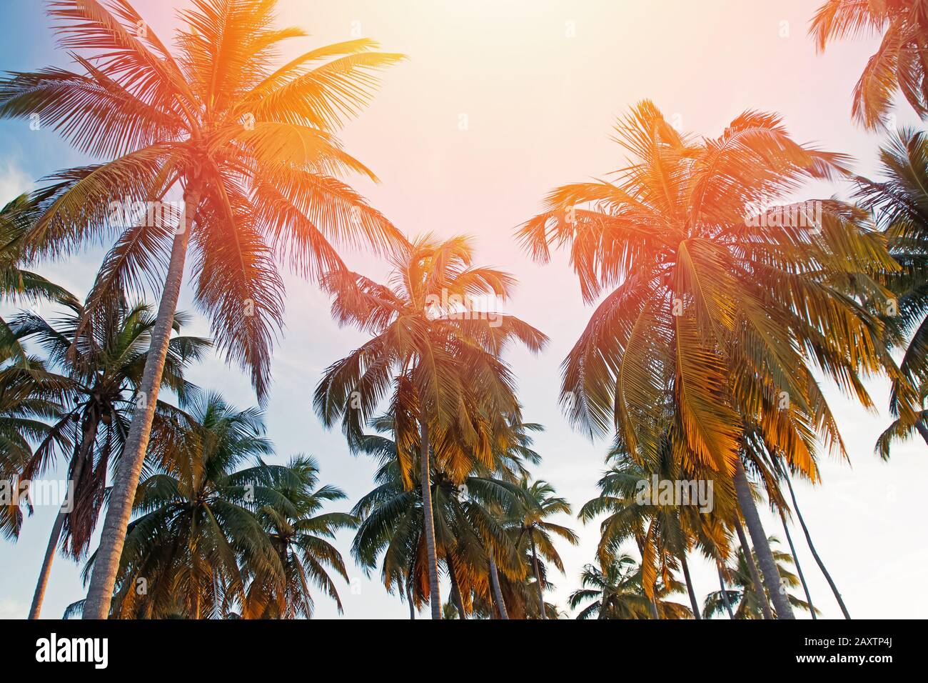 Tall palm trees sunset hi-res stock photography and images - Alamy