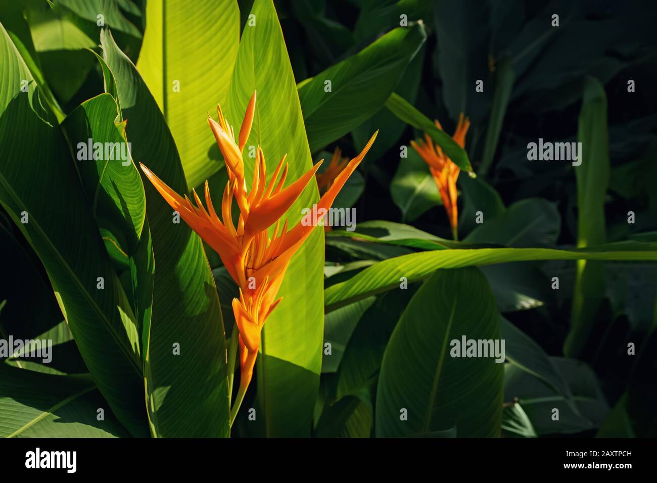 Exotic tropical flower named Bird of Paradise Stock Photo Alamy