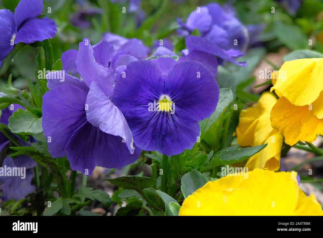 Pansies is blooming in meadow, closeup. Blue and yellow flowers is growing in garden. Landscaping and decoration in spring season. Stock Photo
