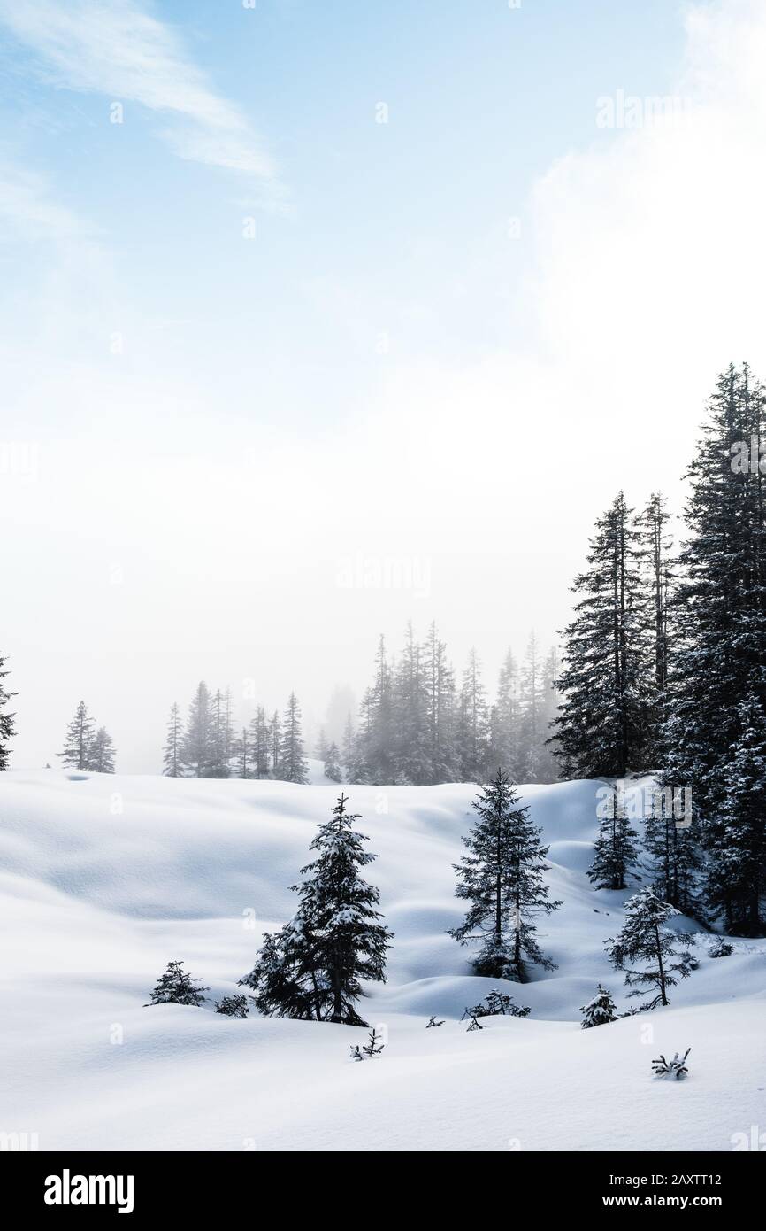 Vertical shot of a forest with tall trees in winter Stock Photo - Alamy