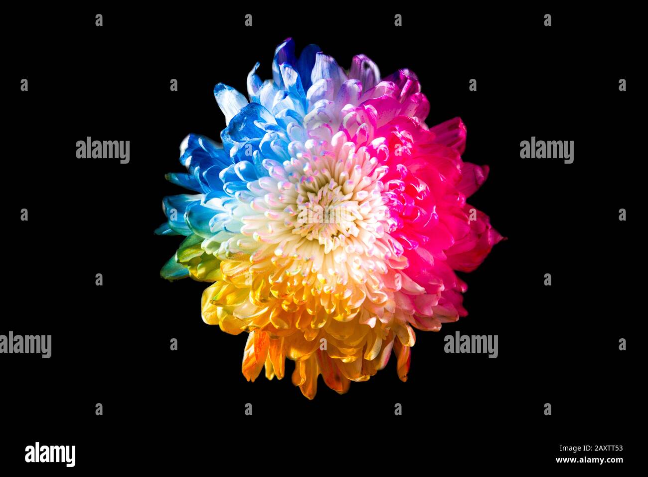 Colorful flower on black background Stock Photo