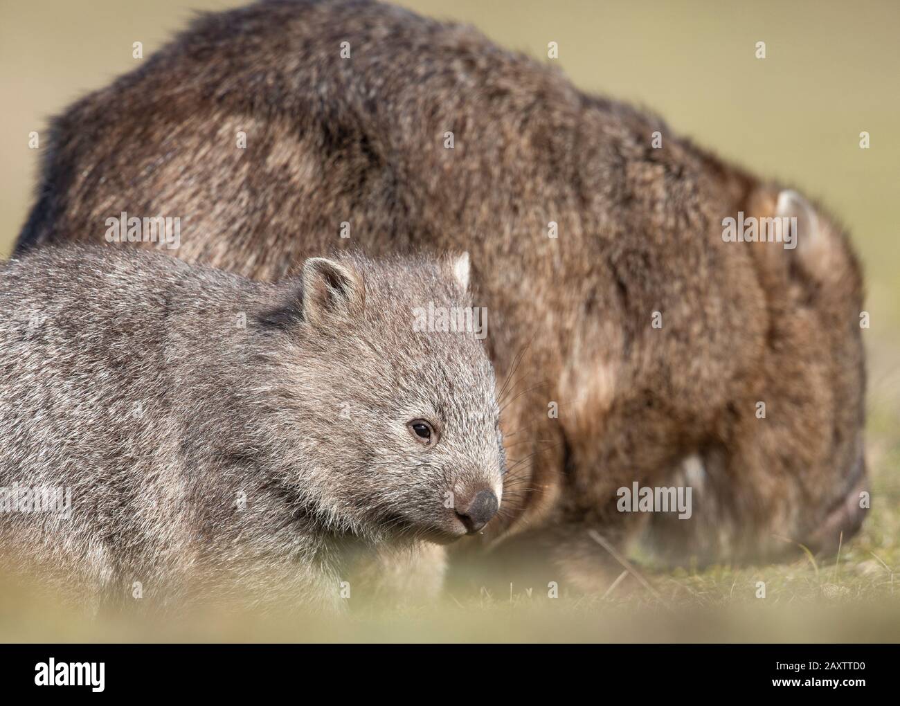 Common wombat (Vombatus ursinus), also known as the coarse-haired ...