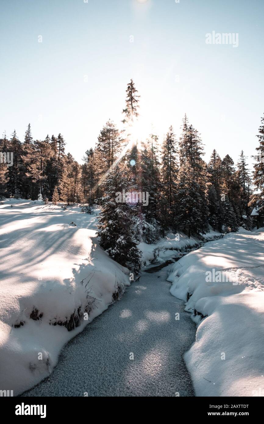 Vertical shot of tall trees in the winter Stock Photo - Alamy