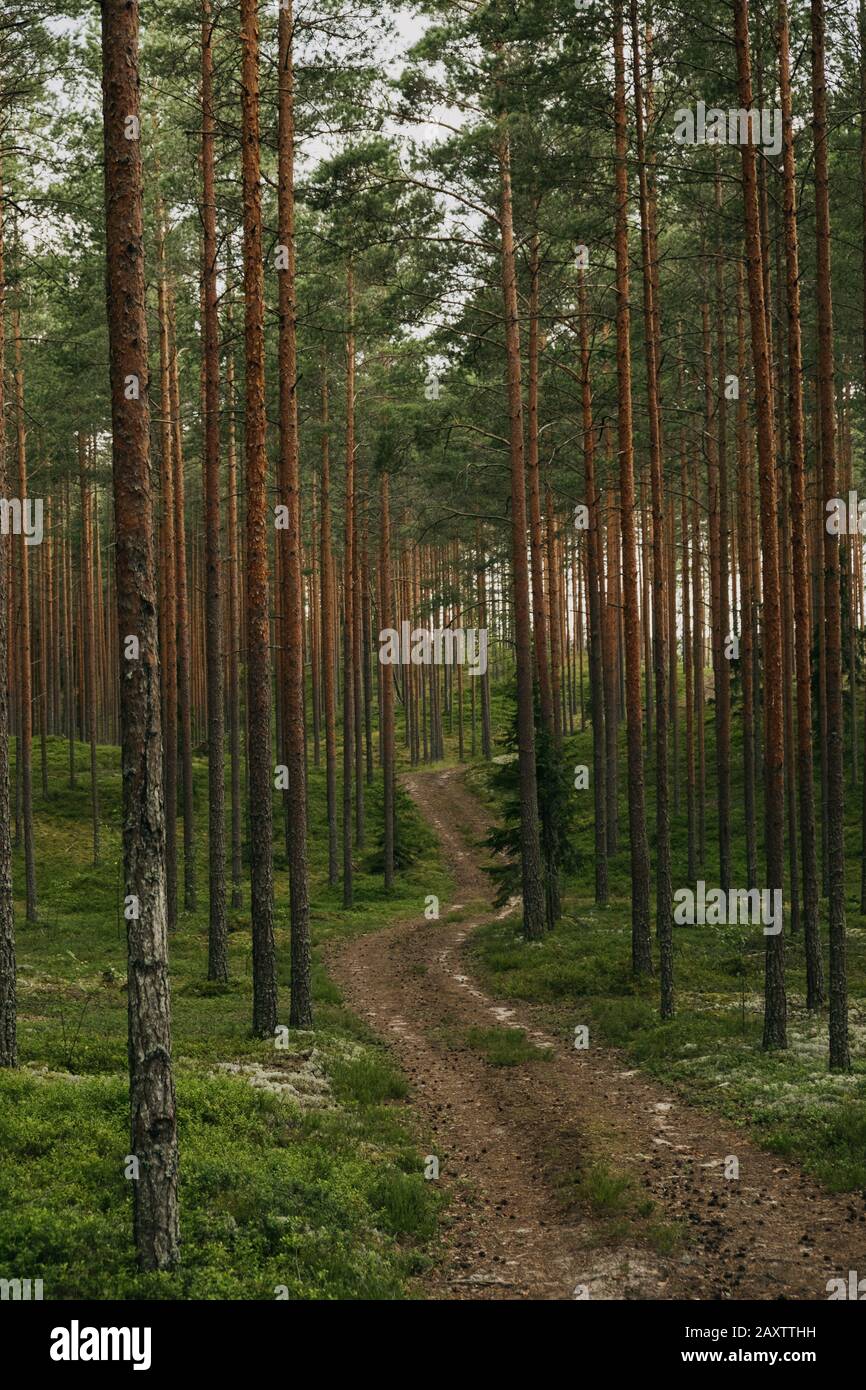 Vertical shot fir forest hi-res stock photography and images - Alamy