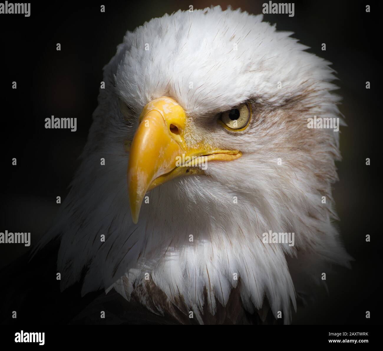 Head shot of a Bald Eagle, Haliaeetus leucocephalus, with an intense stare isolated on a black background Stock Photo