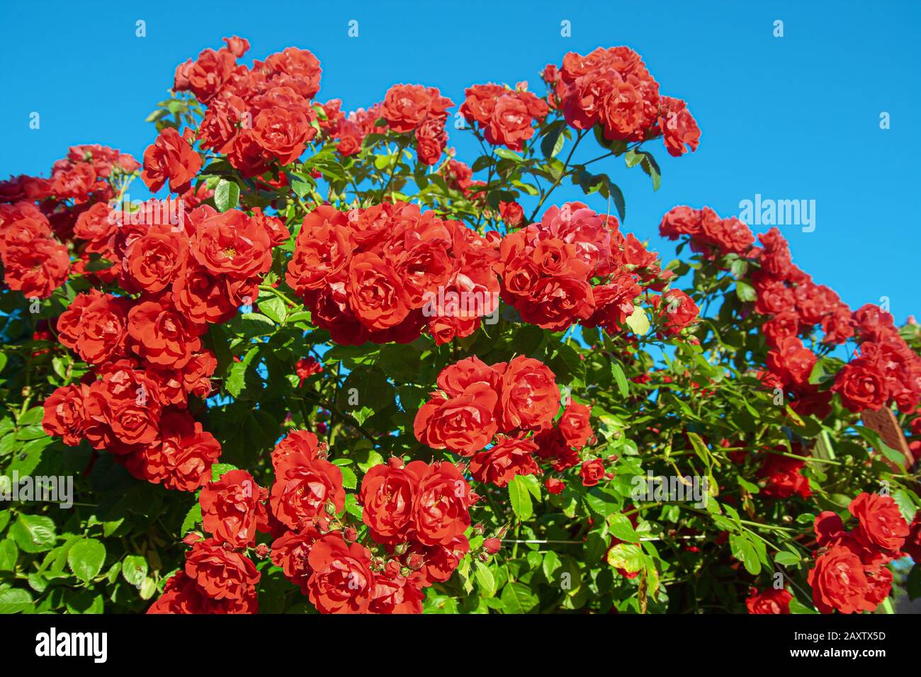 Big bush of scarlet roses on a background of blue sky Stock Photo