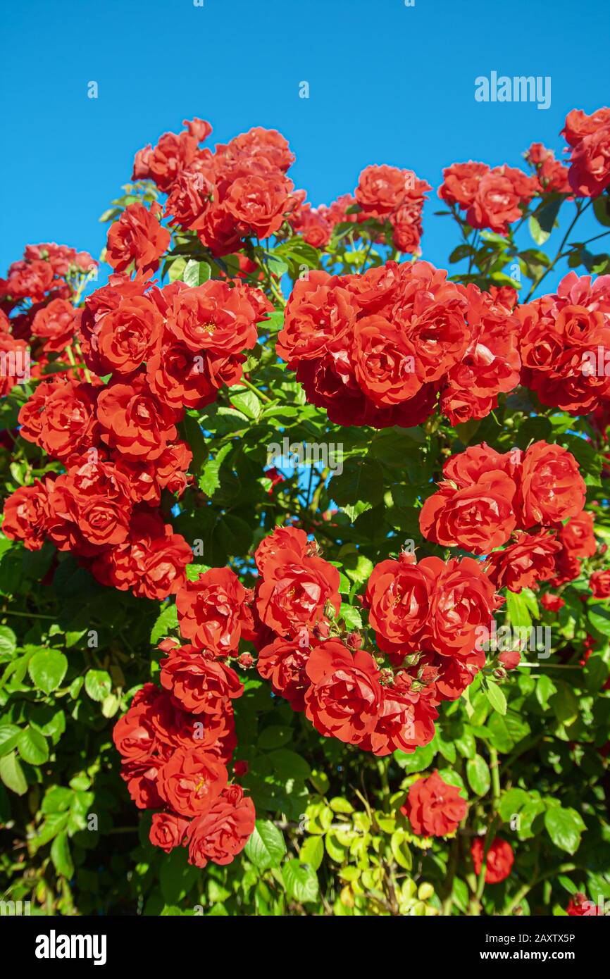 Big bush of scarlet roses on a background of blue sky Stock Photo