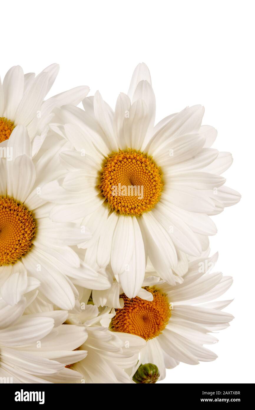 Chamomile flowers isolated over white background Stock Photo