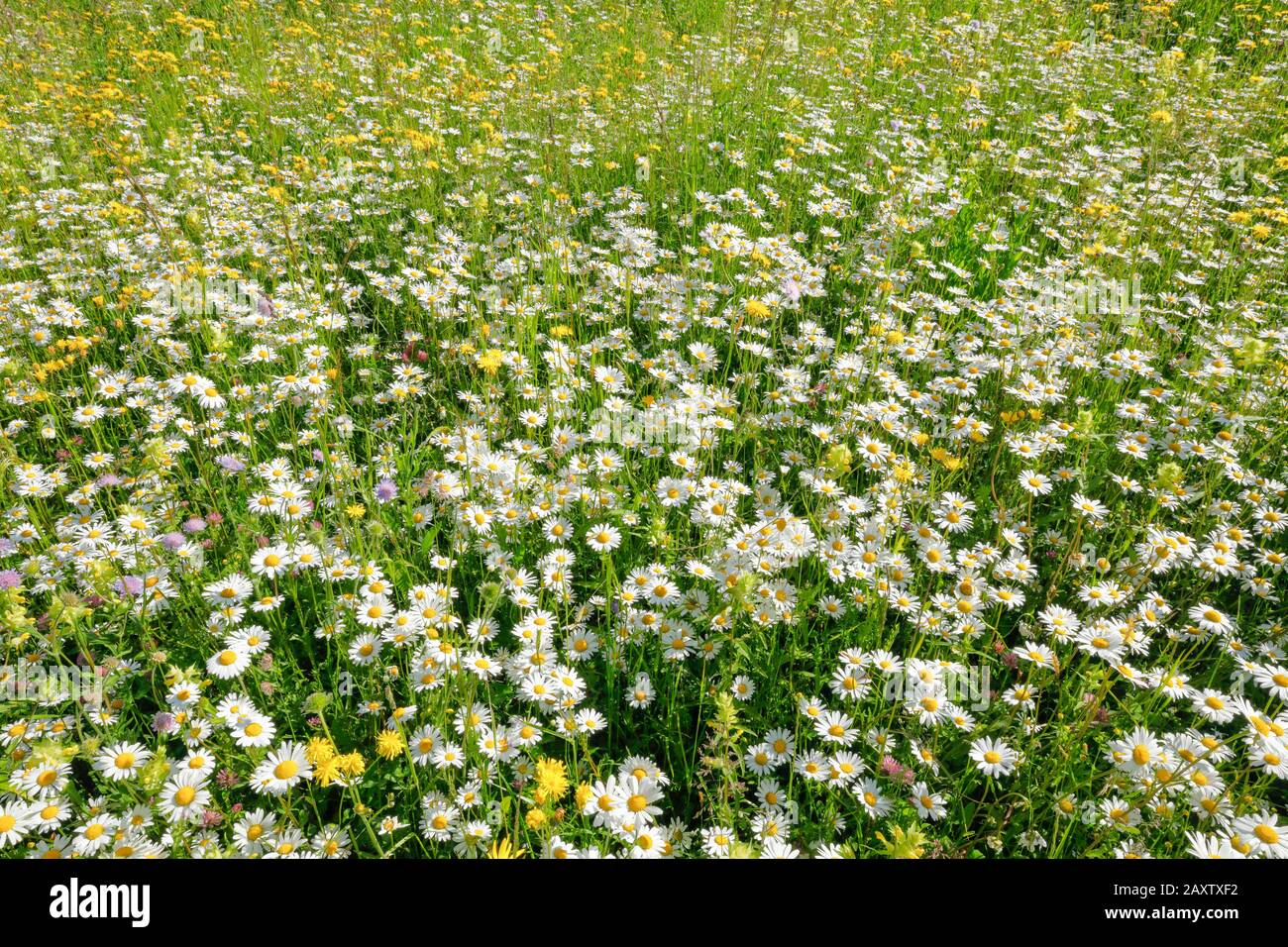 Thin meadow, Zurich uplands, Switzerland Stock Photo