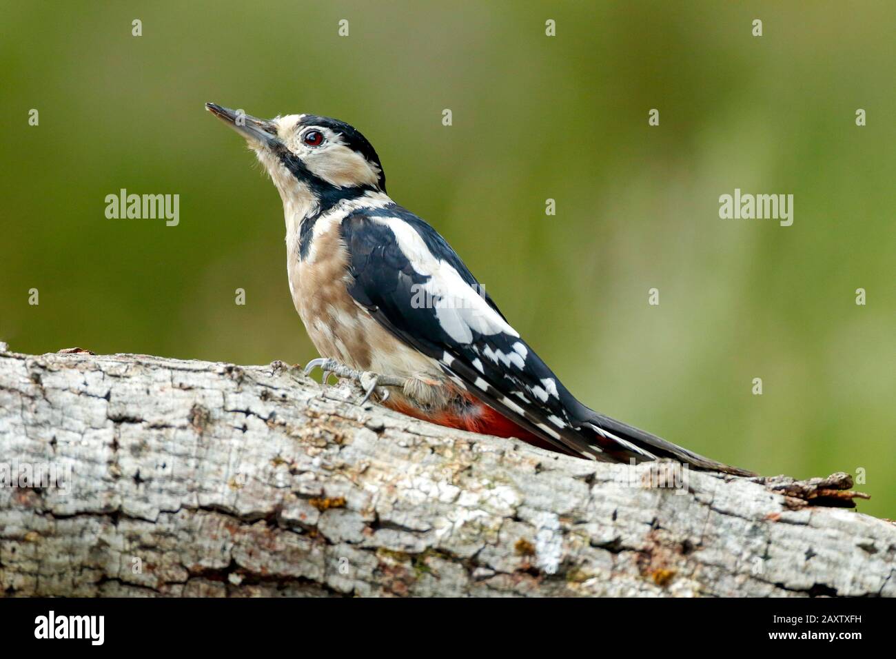 Spotted woodpecker, Dendrocopos major, great spotted woodpecker