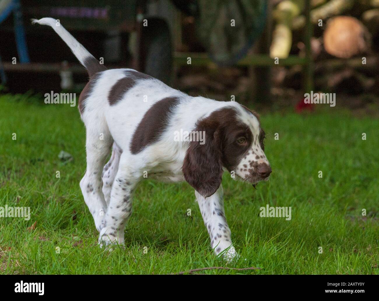 Picardy Spaniel Puppies High Resolution Stock Photography And Images Alamy