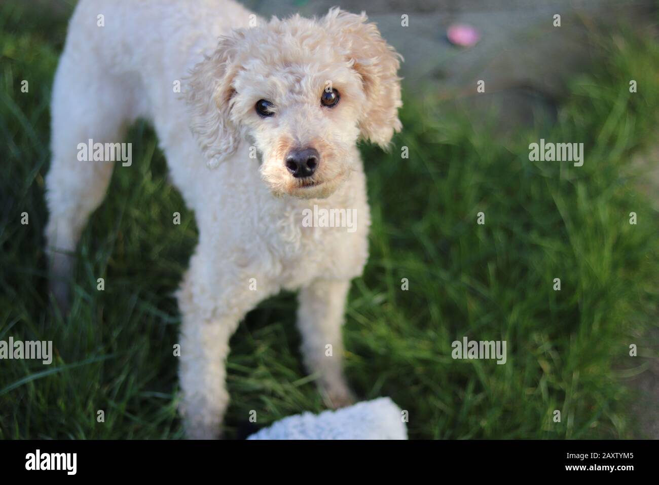 toy apricot poodle, 4 years old, standing outdoors with brown eyes and brown snout, apricot poodle standing in grass, cute poodle looking into camera Stock Photo