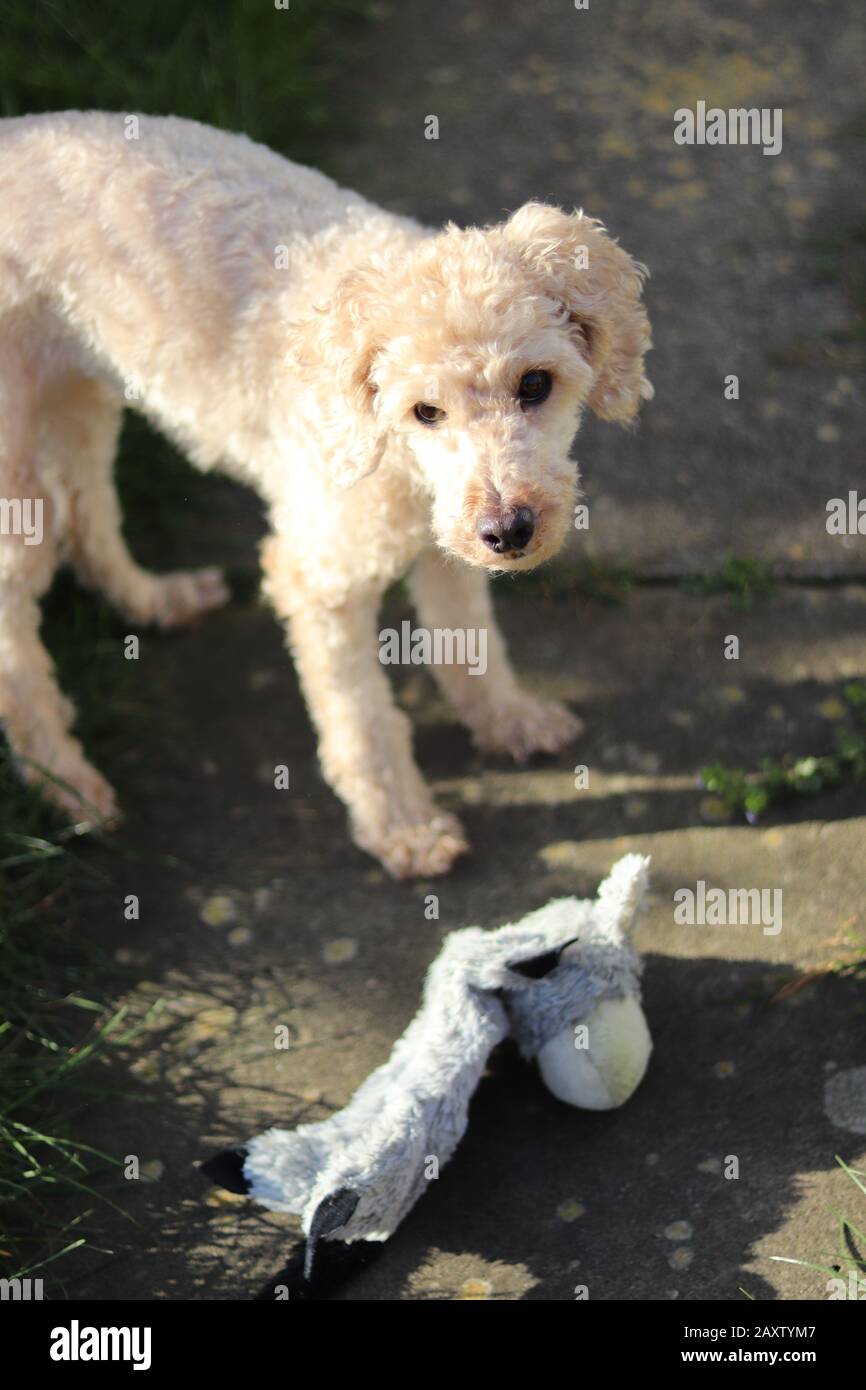 apricot toy poodle staring, brown eyes and brown snout, cute puppy playing outdoors, playful dog Stock Photo