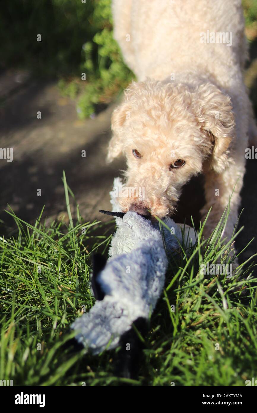 apricot toy poodle playing, playful poodle outdoors, brown eyes and brown snout, cute puppy with whale eye, whale eye Stock Photo