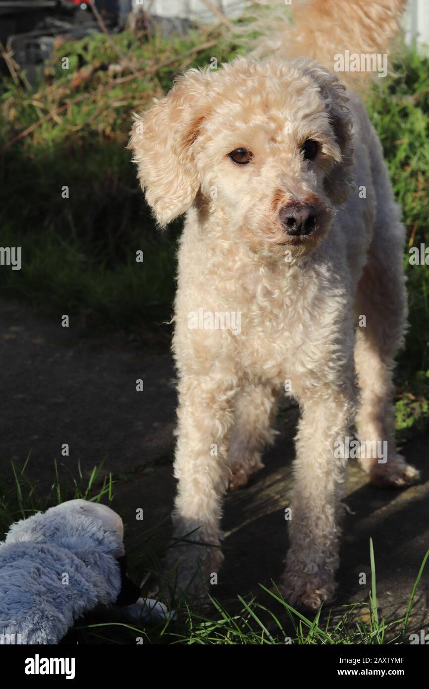 blonde mini poodle