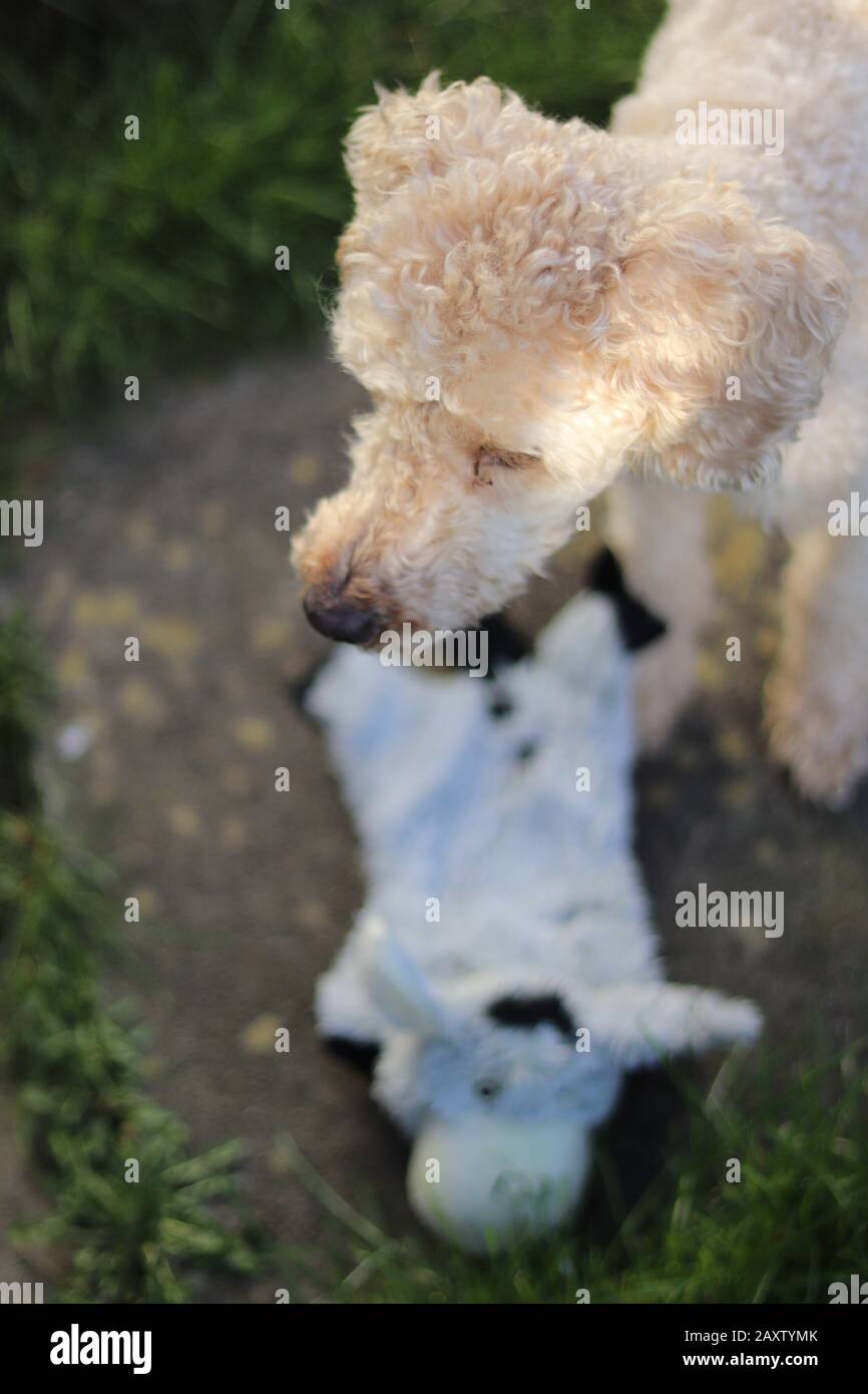 toy poodle al