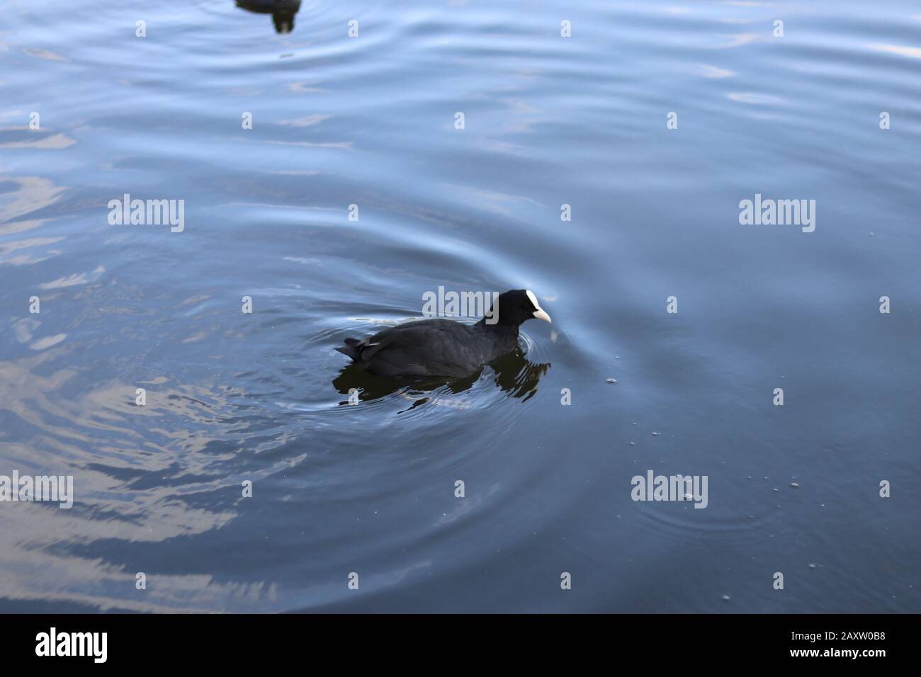 american coot, water bird swimming, bird swimming in a pond, water reflection, american coot swimming, black feathers and white beak Stock Photo