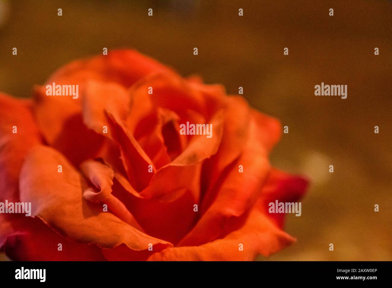 closeup of petals of fake red rose Stock Photo Alamy