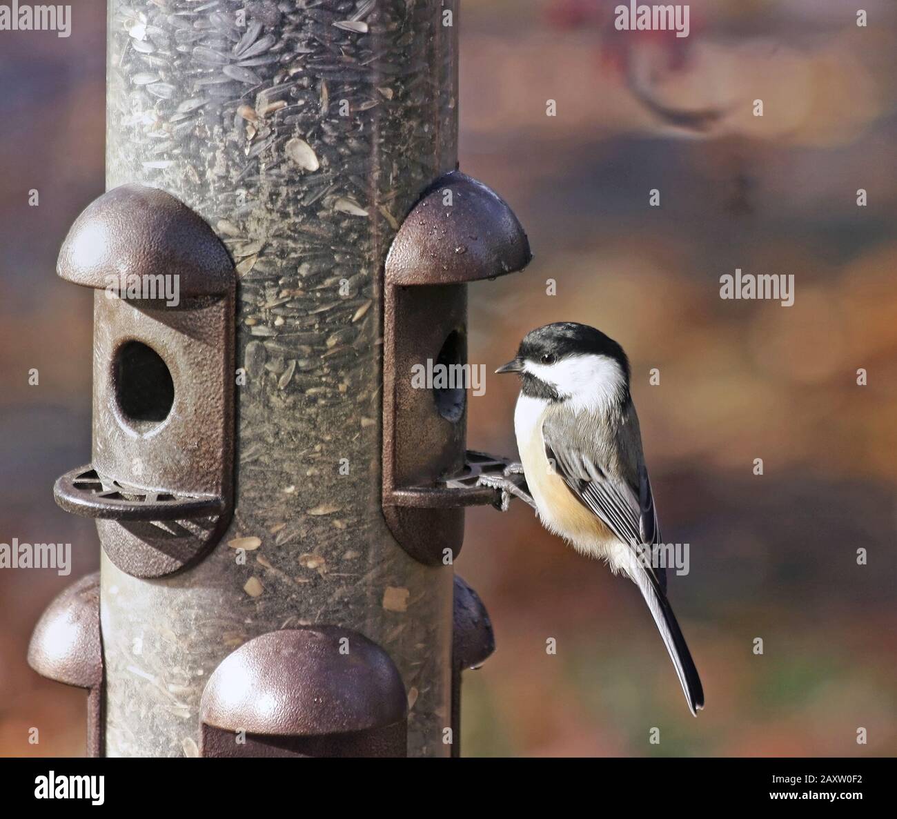 Black Capped Chickadee perched on an outdoor feeder Stock Photo