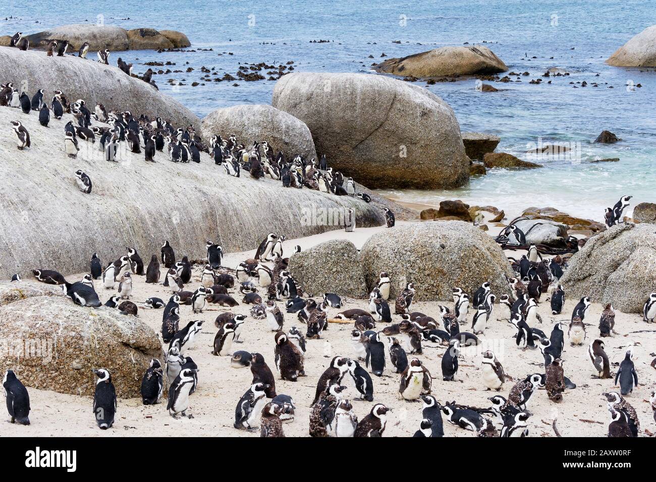 Pinguine in Südafrika: Stony Point und Boulders Beach 