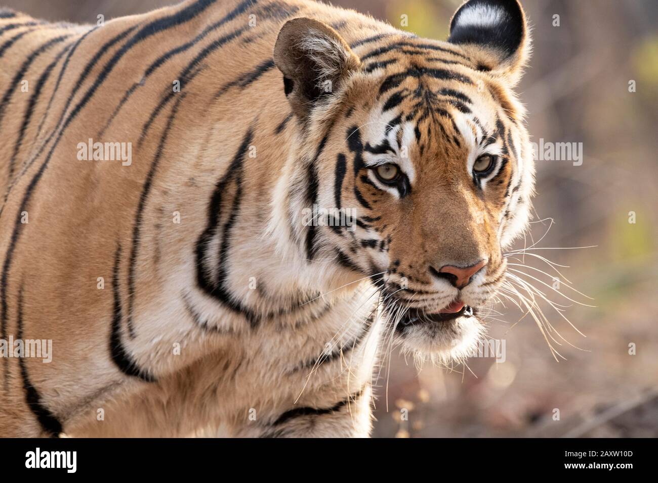 Tiger Tours High Resolution Stock Photography And Images Alamy