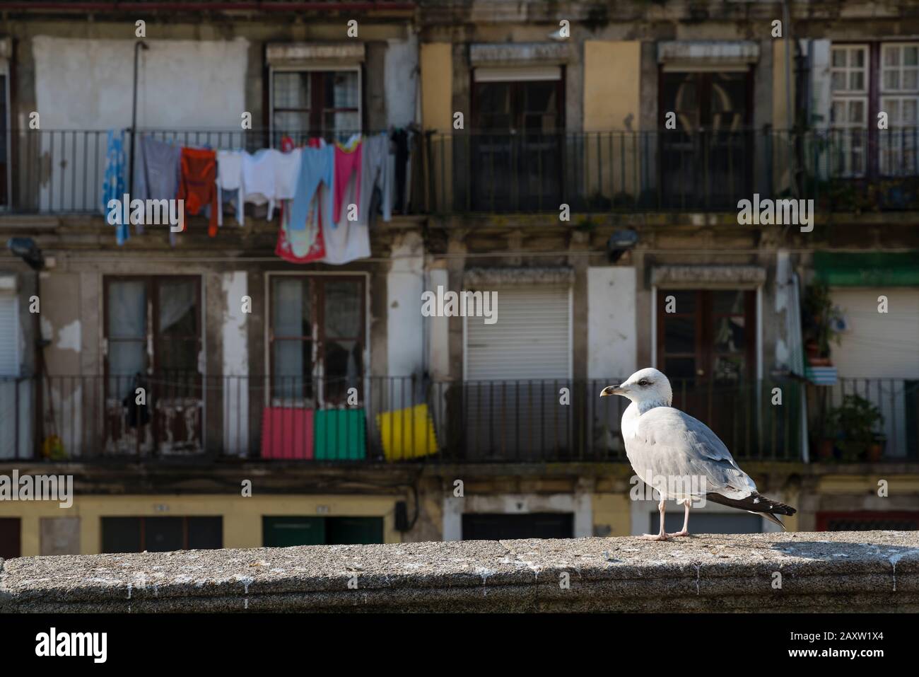 Seagull landed on the wall in front of the old house in Porto Stock Photo