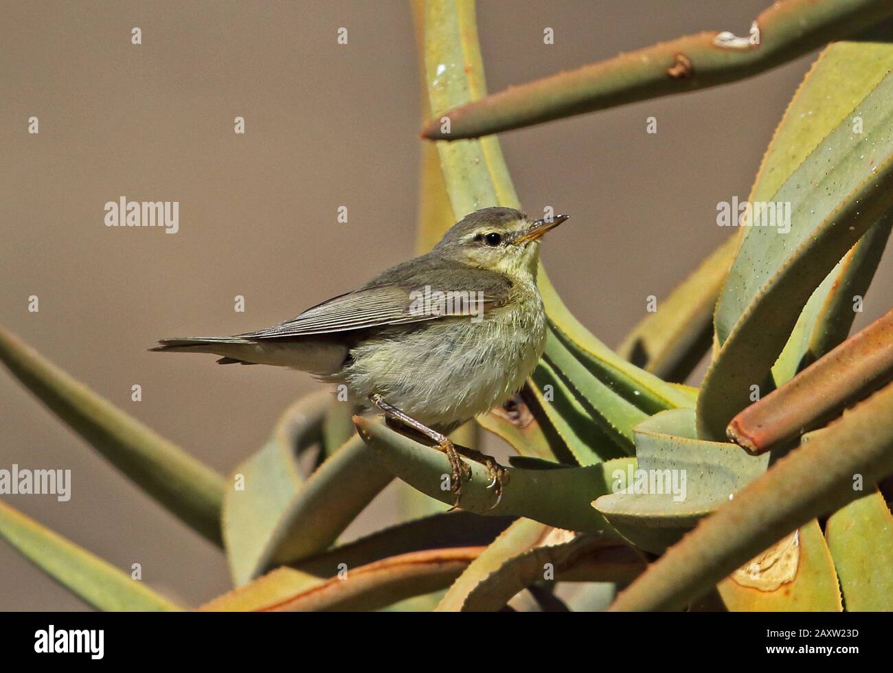 Willow Warbler (Phylloscopus trochilus) adult migrant perched on vegetation  Goegap Nature Reserve, South Africa            November Stock Photo