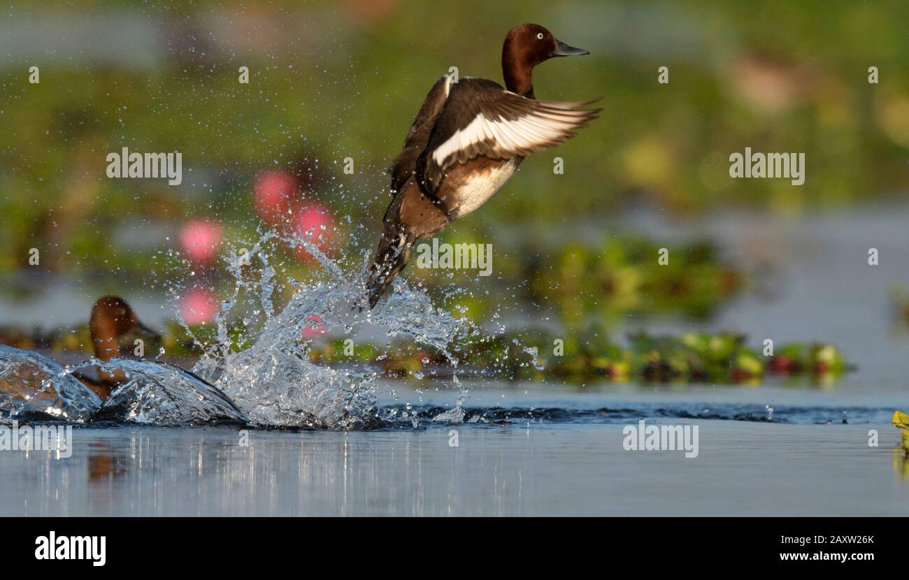 Ferruginous duck or ferruginous pochard, Aythya nyroca Maguri Beel, Tinsukia District of Upper Assam, India Stock Photo